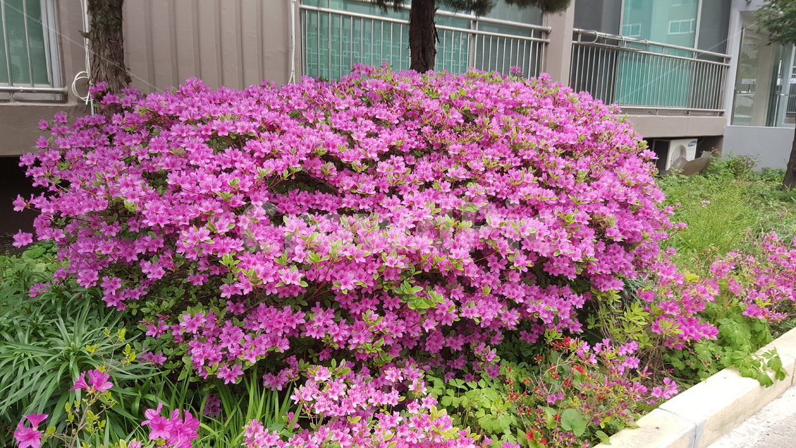 꽃,화단,식물,풍경,자연,식물,자연,plants,nature,꽃,flower