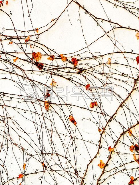 담쟁이,덩쿨,겨울담쟁이,잎,leaf,tree,나무