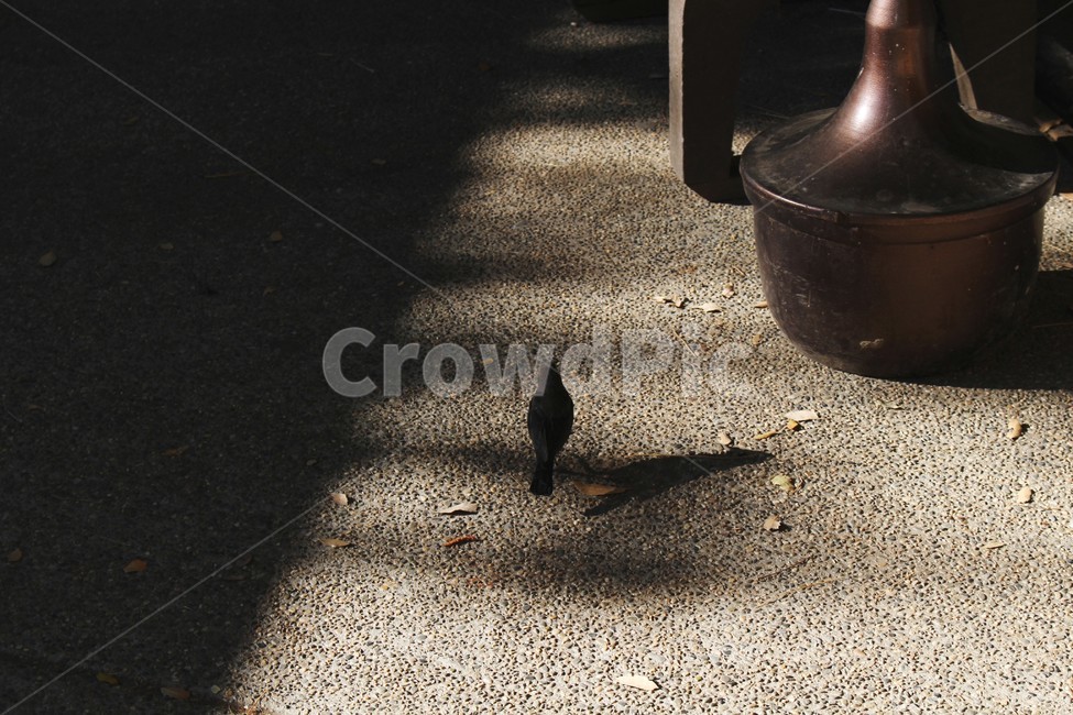 새,animail,그늘,공원,한마리,조류,한가로움,공원새,새한마리,bird,park,동물,animal,조류,새,birds
