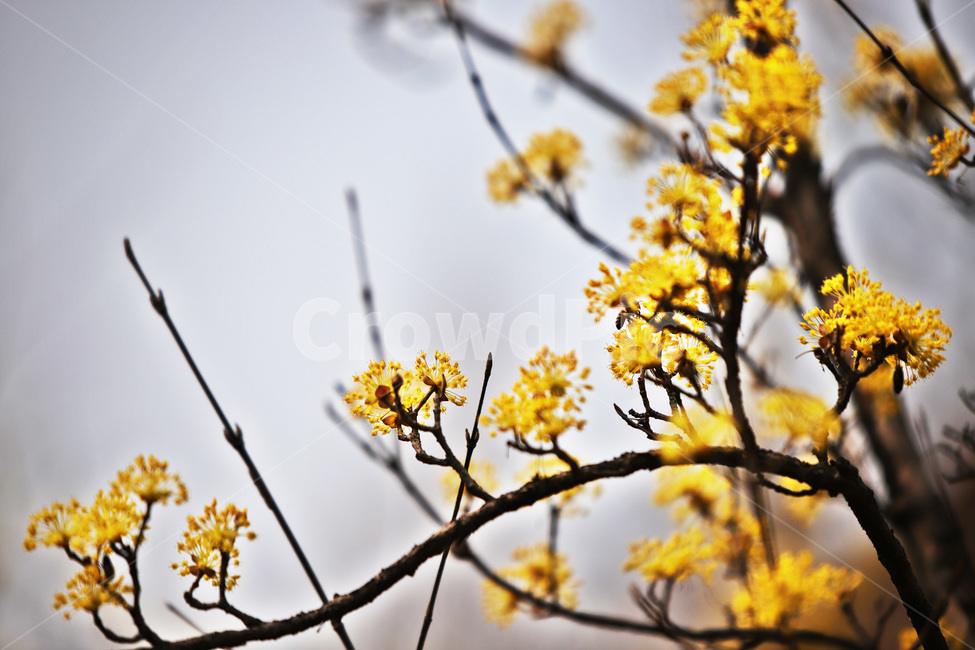 봄,산수유,식물,나무,열매,꽃,봄,계절,spring,season,식물,자연,plants,nature,꽃,flower,bee,벌,invertebrate,무척추 동물,insect,곤충,animal,동물,honey bee,꿀벌,plant