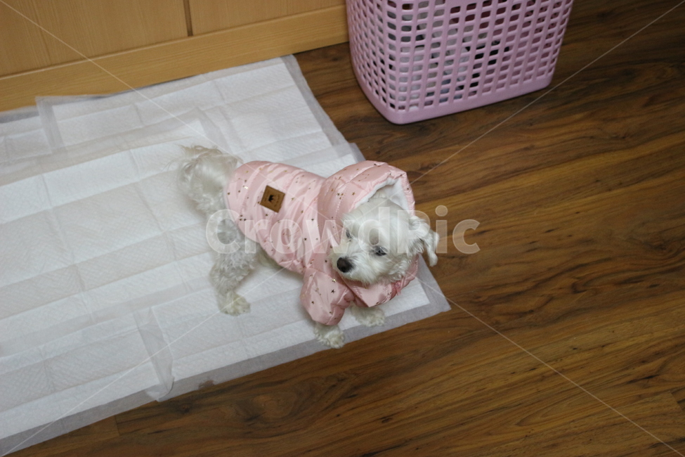 dog,반려견,반려동물,강아지,puppy,floor,동물,animal,개,wood,나무,hardwood,flooring,바닥,pet,동물,animal,포유류,mammal,개,강아지,dog,doggy