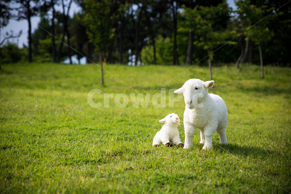 양,목양,푸른초장,초장,초원,풀밭,잔디,목축업,목장,livestock farming,ranching,pasture,사물,물건,오브젝트,thing,object,matter