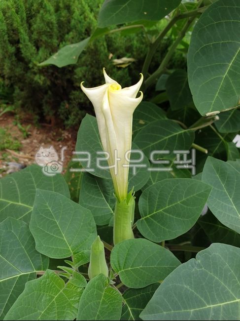large flower,naturalized plant,summer,flower,bud,flower bud,angeltrumpet,flower lump,Angel Trumpet,datura flower,flowerbud,Datura,Solanaceae,datura,Angels Morning Glory
