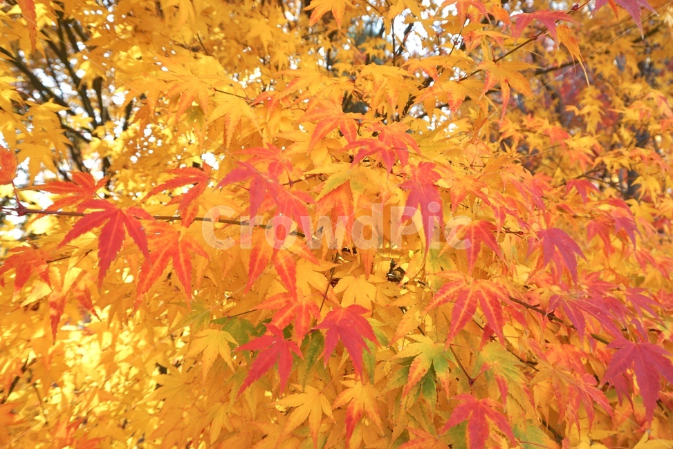 단풍,낙엽,나뭇잎,잎,가을,산책,세월,11월,가을,계절,fall,autumn,season,식물,자연,plants,nature,leaf,plant,tree,나무,maple