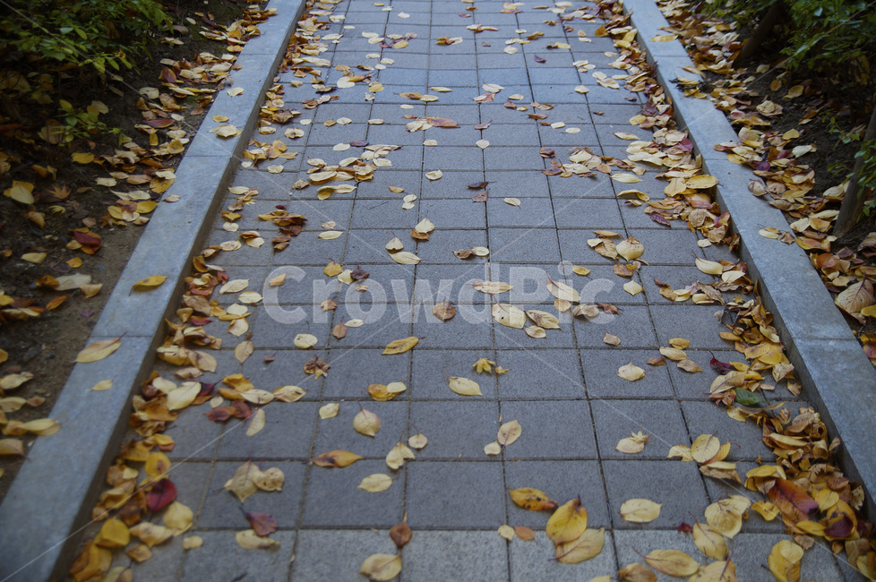 가을,감성,낙엽,sensitive,fall,feeling,감성사진,배경,가을,계절,fall,autumn,season,path,통로,flagstone,판석