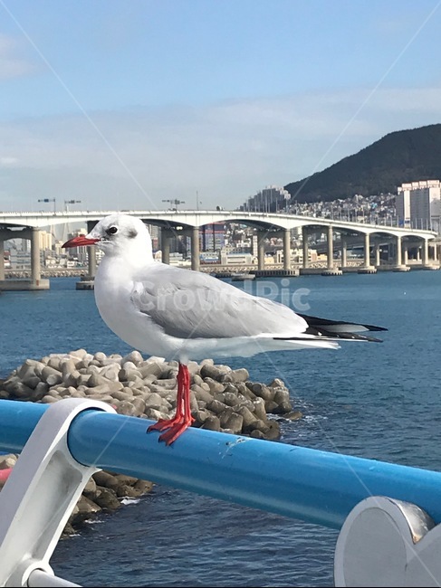 씨걸,갈매기,seagull,gull,전정국,동물,animal,조류,새,birds
