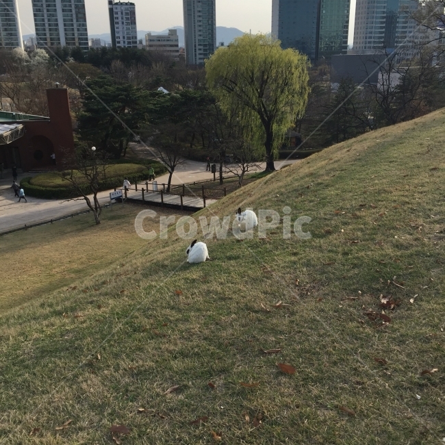 언덕,토끼,평야,풀밭,grass,도시,풍경,city,landscape,한국도시풍경,한국도시경관,korea cityscape,동물,animal,포유류,mammal,sheep,양