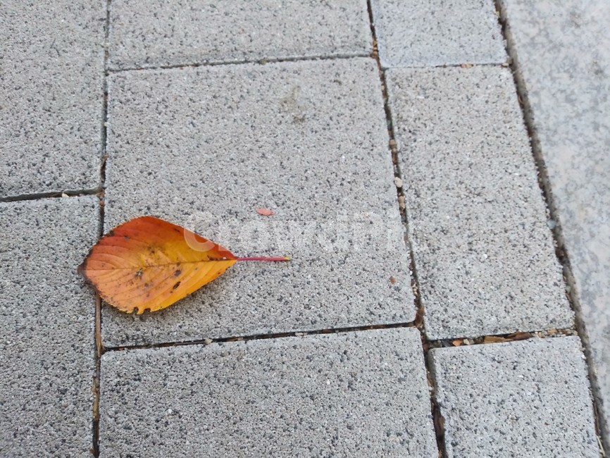 plant,식물,leaf,나뭇잎,가을,가을,계절,fall,autumn,season
