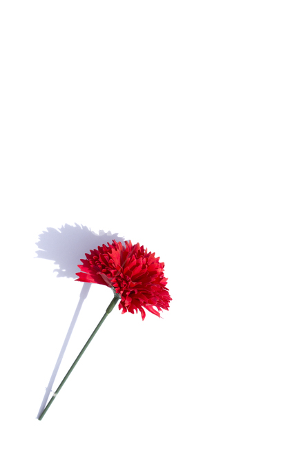 꽃,플라워,카네이션,빨강,레드,빨간색,클로즈업,축하,감사,고마움,자연,식물,어버이날,스승의날,조화,비누,소품,비누꽃,탑,탑뷰,탑앵글,흰배경,기념일,축하,anniversary,congratulation,celebrate,celebration