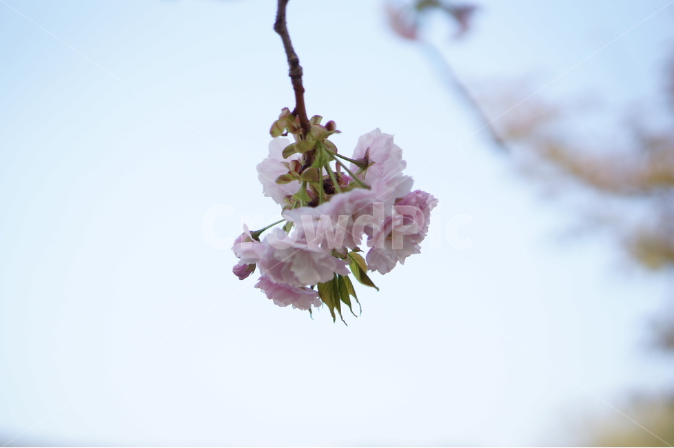 벚꽃,흰색,풍경,하늘,파랑,봄,봄,계절,spring,season,식물,자연,plants,nature,꽃,flower,plant,blossom