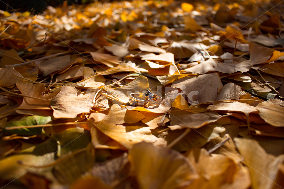 낙엽,은행잎,커플링,반지,사물,가을,계절,fall,autumn,season,leaf,잎,plant,식물,ground,바닥