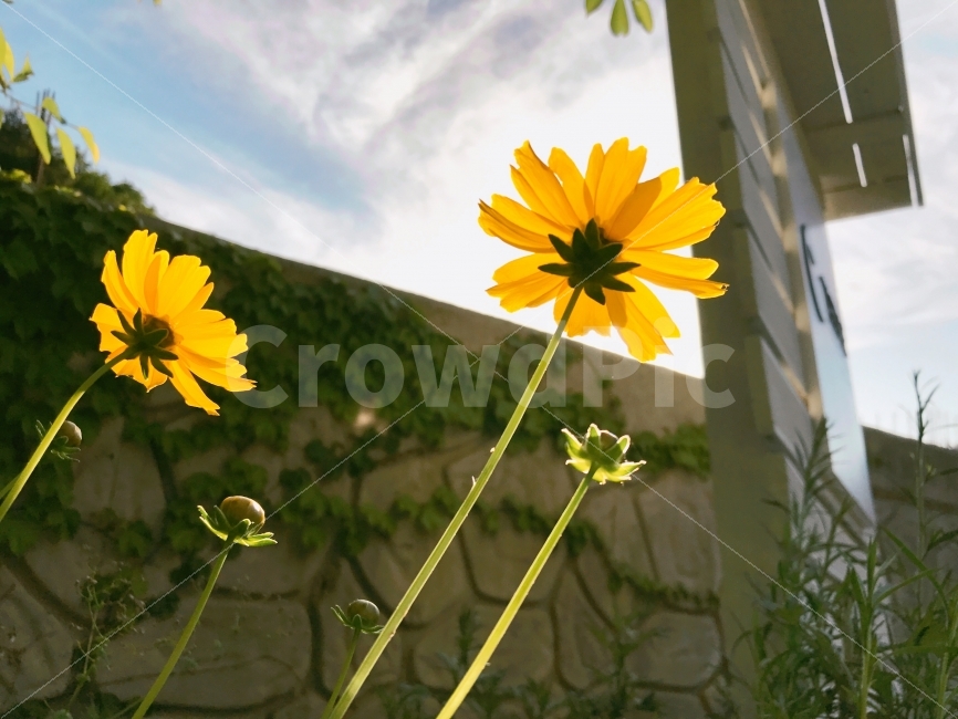 꽃,자연,노란색,태양,땅,햇빛,꽃잎,식물,자연,plants,nature,꽃,flower