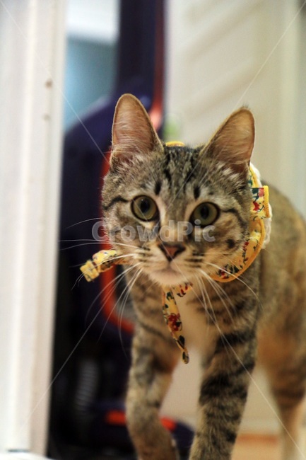 귀여움,야옹,반려동물,cats,mammals,animals,cute,meow,pets,abyssinian,아비시니안,pet,고양이,cat,포유류,mammal,animal,동물,동물,animal,포유류,mammal,고양이,cat,kitten,kitty
