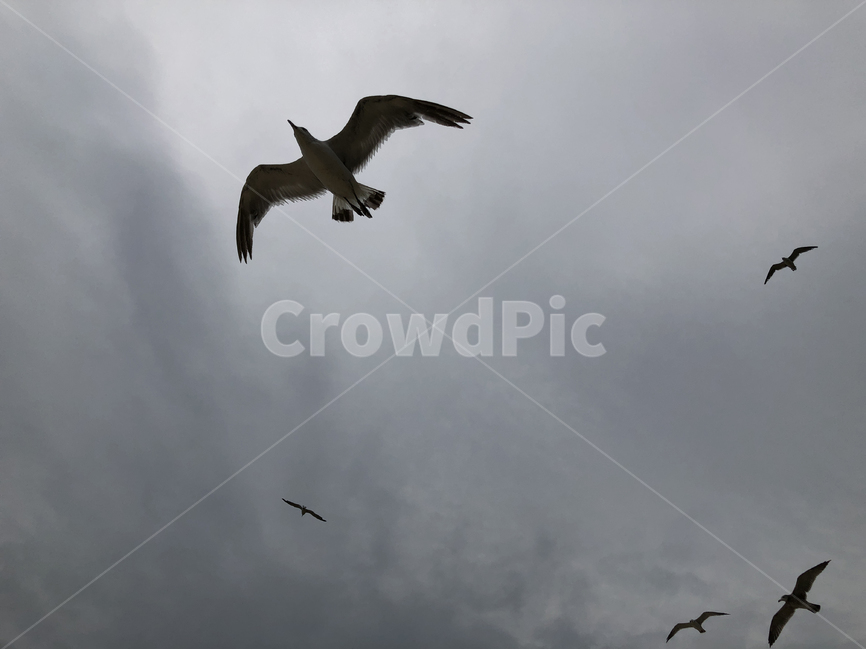 갈매기,seagull,새,하늘,비행,bird,동물,animal,조류,새,birds