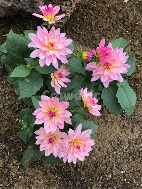 다알리아,꽃,식물,정원,마당,다알리아꽃,분홍꽃,dahlia,flowers,plants,식물,자연,plants,nature,꽃,flower
