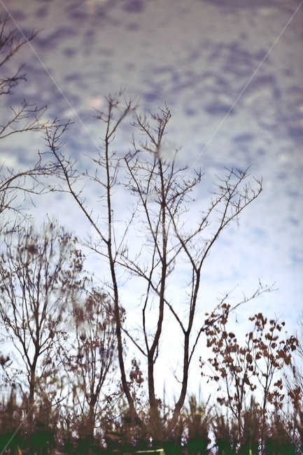 나무,반영,공원,tree,reflection,park,그림자,실루엣,나뭇가지,silhouette,자연,풍경,nature,landscape,plant,식물
