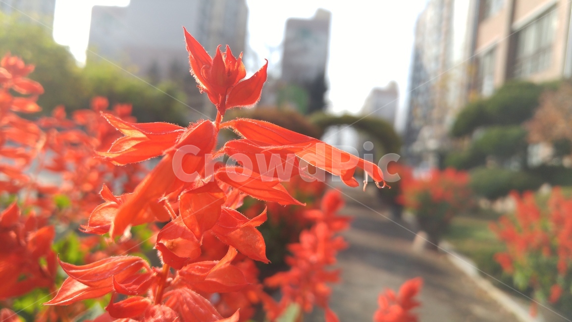 사루비아,샐비지,깨꽃,salvia,정원,식물,자연,plants,nature,꽃,flower