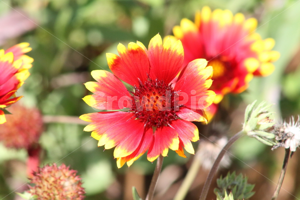 천인국,꽃,식물,조경용,firewheel,식물,자연,plants,nature,꽃,flower
