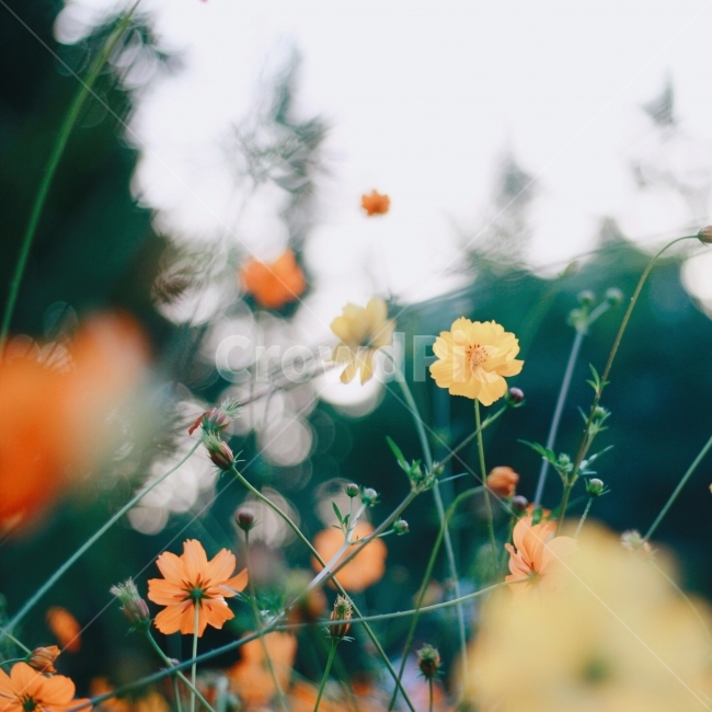 코스모스,황화코스모스,꽃,플라워,flower,spring,감성,감성사진,가을,자연,nature,가을,계절,fall,autumn,season,식물,자연,plants,nature,꽃,flower,감성,sensible,feeling,plant