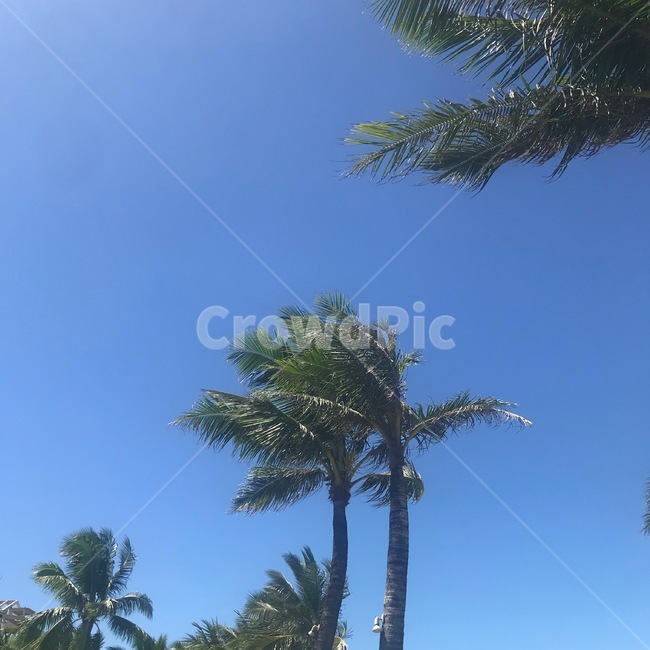 낮,야자수,낮하늘,높은하늘,palmtree