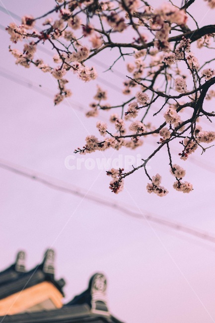 배경화면,벚꽃,봄,벚꽃나무,4월달,plant,blossom,꽃,봄날,시골,농촌,하늘,노을,감성,반티지,필름카메라,위로,봄,계절,spring,season