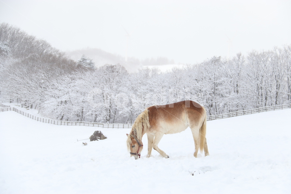 눈,겨울,말,자연,winter,snow,목장,강원도,나무,산,쓸쓸,황량,고요,겨울,계절,winter,season,동물,animal,포유류,mammal