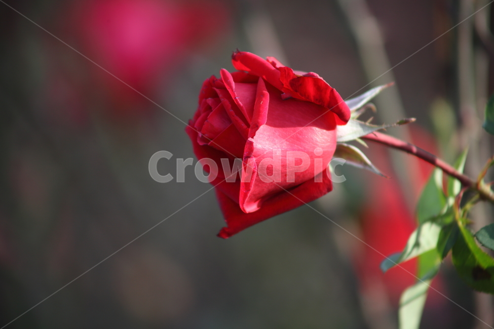 장미,꽃,식물,정원수,rose,식물,자연,plants,nature,꽃,flower