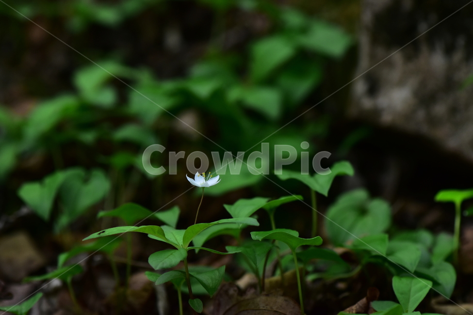 참기생꽃,야생화,식물,자연,생태,꽃,힐링,플라워,wildflower,flower,plants,nature,season,감성,느낌,emotion,feeling,앵초목,앵초과,기생꽃속,여러해살이풀,희귀식물