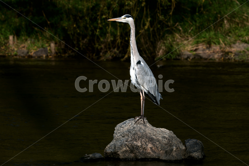 왜가리,새,조류,철새,야생,야생동물,동물,자연,생태,생태계,heron,bird,animal,동물,animal,조류,새,birds
