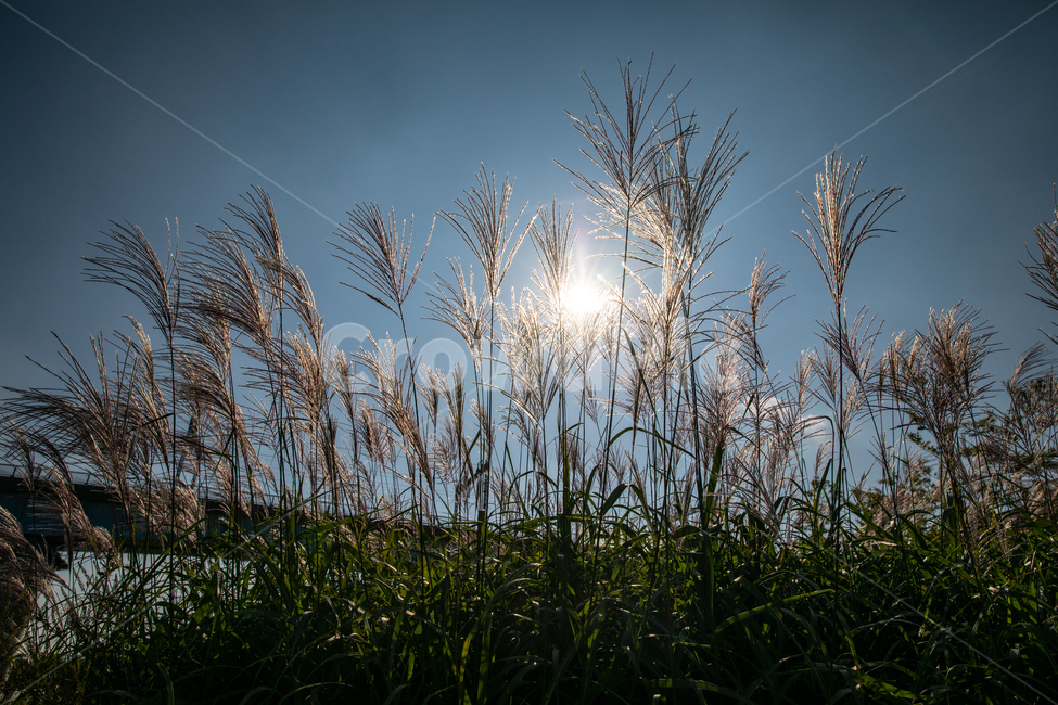 생태공원,도심생태공원,갈대,태양,하늘,자연,도심공원,억새,Reed,가을풍경,자연,풍경,nature,landscape,grass,잔디,plant,식물,lawn,reed