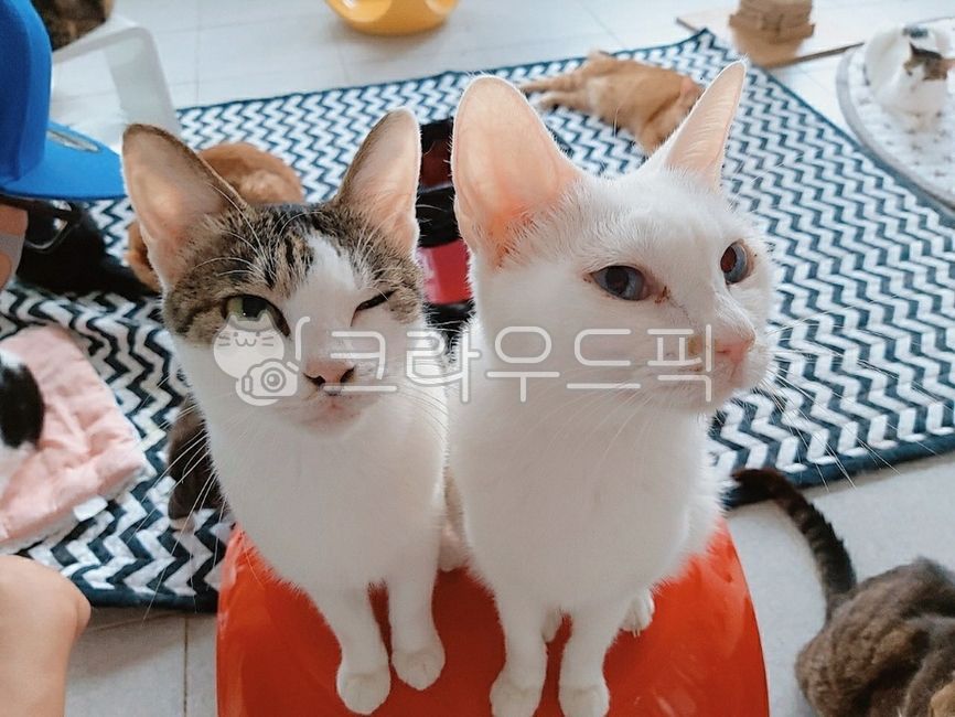 유기묘,고양이,유기묘봉사,봉사활동,예쁜고양이,봉사,어미고양이,cat