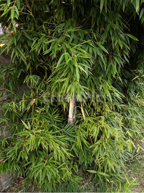 자연,식물,나무,대나무,녹색,그린,초록색,숲,대나무잎,식물,자연,plants,nature