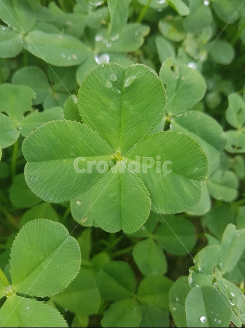 식물,잎,plant,크로버,네잎크로버