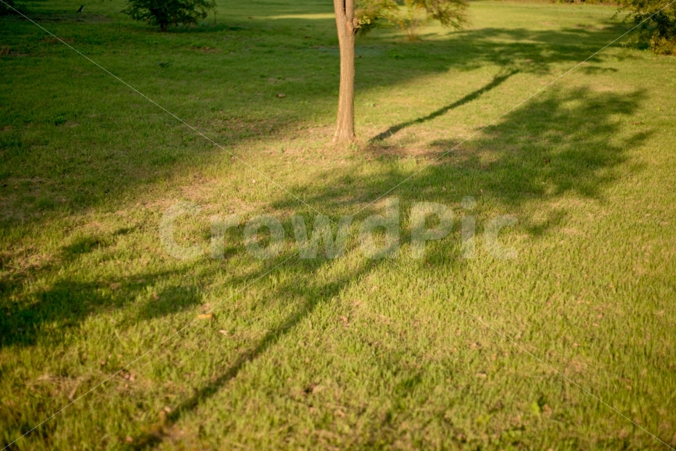 그림자,나무,공원,풍경,해질녘,식물,자연,plants,nature