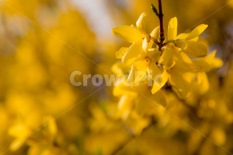 봄,봄꽃,개나리,야생의꽃,식물,봄,계절,spring,season,식물,자연,plants,nature,꽃,flower