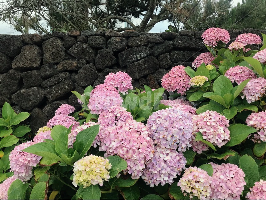 수국,꽃,여름,hydrangea,flower,blossoms,감성사진,제주도,jeju,jeju island,식물,자연,plants,nature,꽃,flower,geranium,제라늄,blossom,plant
