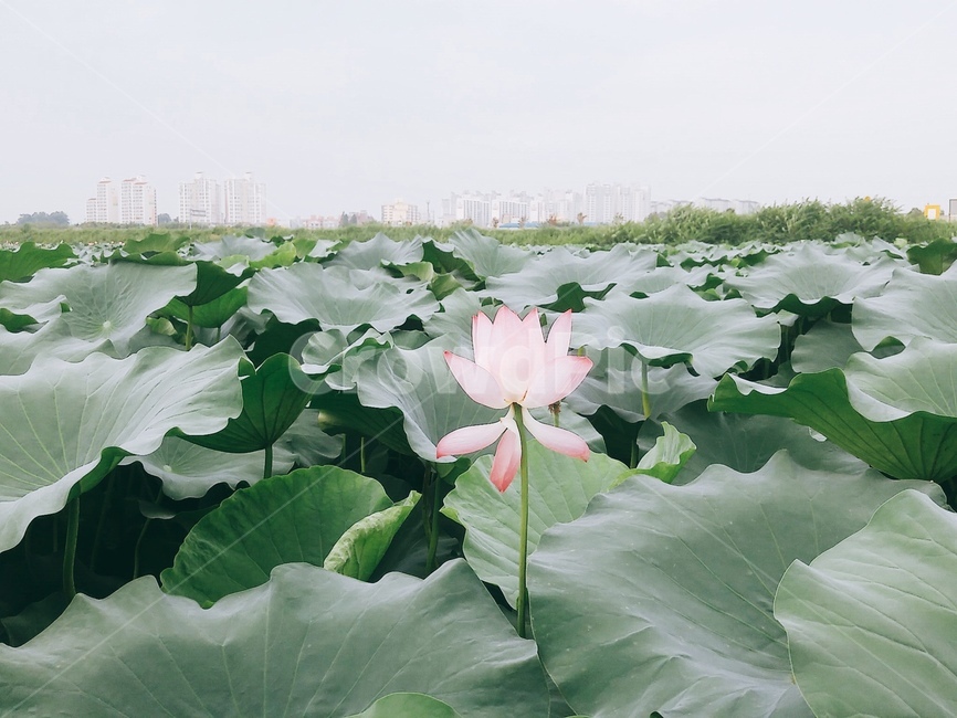 연꽃,연잎,꽃,분홍꽃,연못,지는꽃,flower,lotus,leaf,pond,blossom,green,pink,식물,자연,plants,nature,꽃,flower
