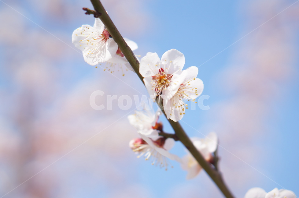 봄,매화,꽃,매화나무,꽃사진,봄,계절,spring,season,식물,자연,plants,nature,꽃,flower,감성,sensible,feeling,색깔,색상,색채,색감,color sense,color sensitivity,feeling of color,plant