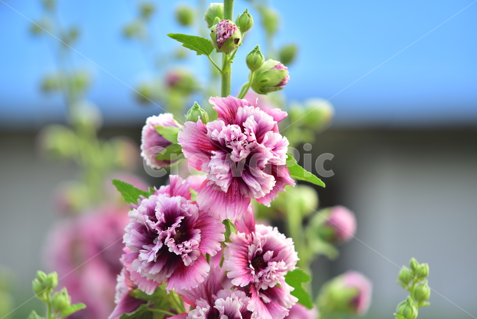 접시꽃,꽃,카네이션접시꽃,예쁜,정원꽃,여름꽃,플라워,flower,hollyhock