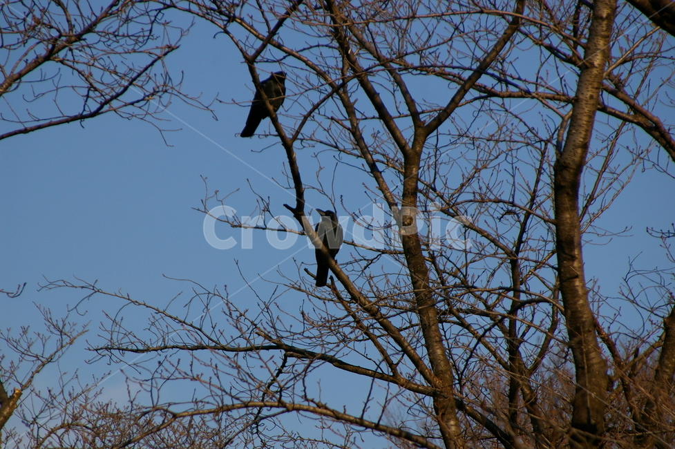 일본,도쿄,공원,풍경,야외,animal,동물,bird,새,까마귀