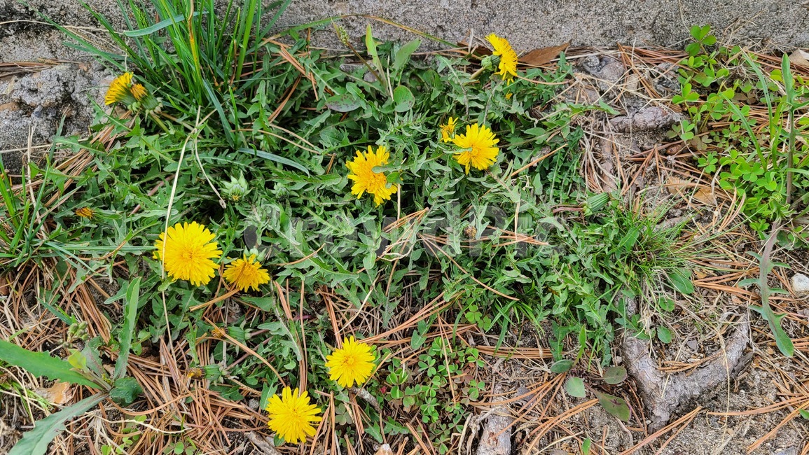 꽃,풀,민들레,flower,plant,식물,들꽃,야생화,봄,봄꽃,노란,노란색,yellow