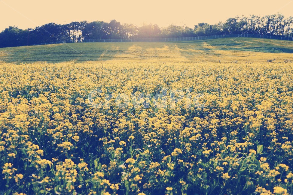 식물,언덕,들판,노랑,유채꽃,아름다운,유채꽃밭,봄,계절,spring,season,자연,풍경,nature,landscape,outdoors,옥외,grassland,목초지,field,들,rural,농촌,farm,농장,meadow