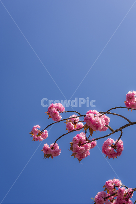 꽃,나무,벚꽃,하늘,겹벚꽃,봄,계절,spring,season,식물,자연,plants,nature,꽃,flower,plant,blossom