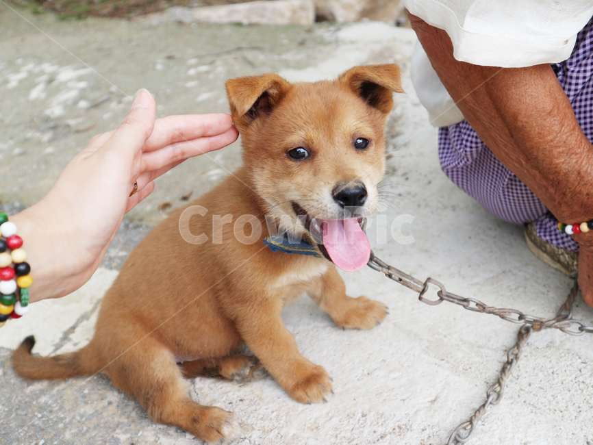 강아지,사랑,쓰담,혀,혓바닥,개,dog,아기강아지,아기,새끼개,새끼강아지,새끼,개줄,할머니,할머니팔,노인,시골,시골강아지,동물,hand,해맑은,애완동물