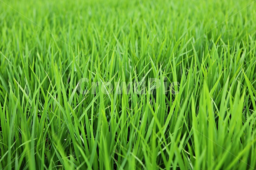 벼,논,농사,쌀,자연,풍경,자연,풍경,nature,landscape,grass,잔디,plant,식물,vegetation,초목,field,들