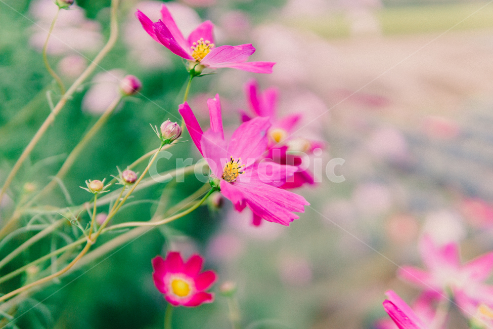 코스모스,가을,꽃,분홍,cosmos,가을,계절,fall,autumn,season,식물,자연,plants,nature,꽃,flower,geranium,제라늄,plant,blossom