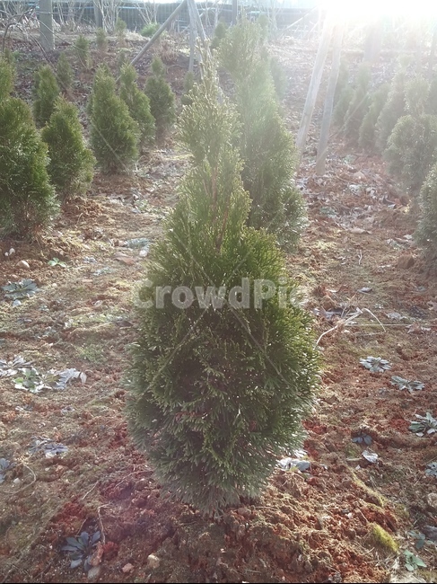 작은,나무,숲,흙,식물,빛,식물,자연,plants,nature,나무,trees,wood