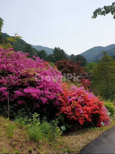 outdoors,옥외,꽃,정원,나무,풀,자연,풍경,nature,landscape