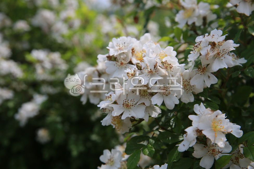 briar,white flower,plant,flower