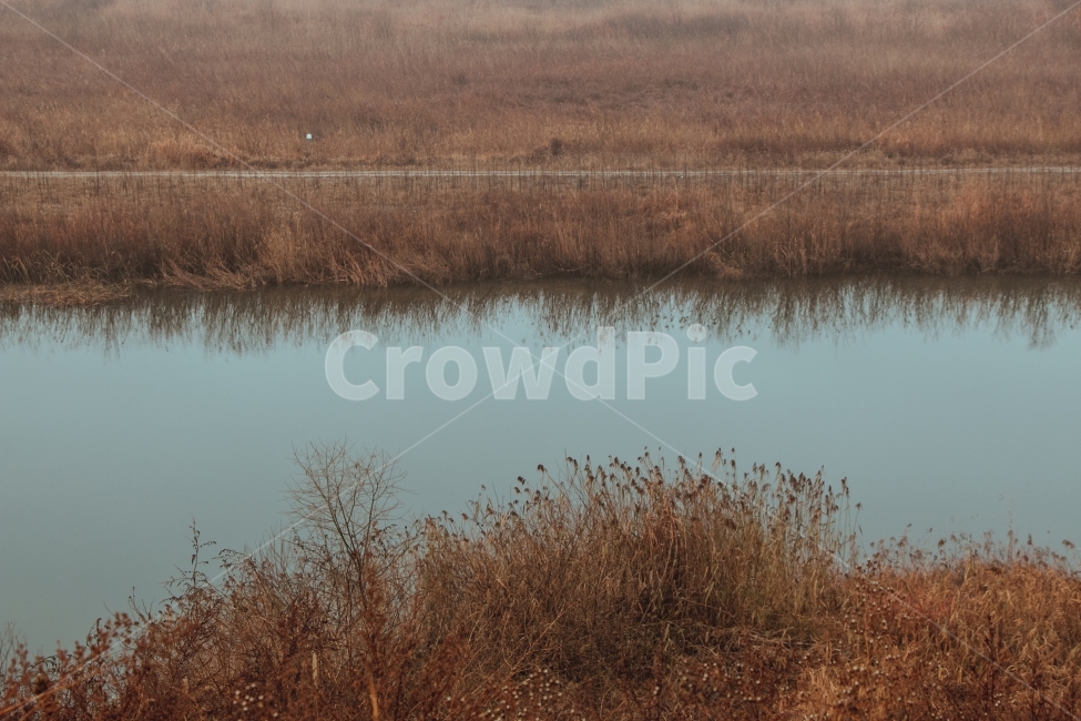 자연,경기도,양평,강가,갈대,아침,새벽,가을,계절,fall,autumn,season,자연,풍경,nature,landscape,outdoors,옥외,land,땅,water,물